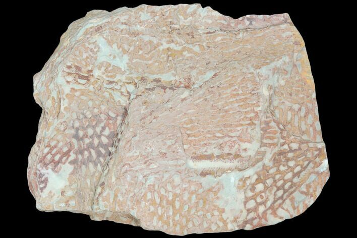 Ordovician Graptolite (Araneograptus) Plate - Morocco #126407